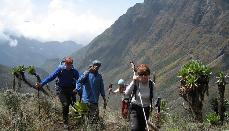 For those seeking a shorter hike, Muhabura, Gahinga, and Sabyinyo volcanoes offer breathtaking experiences and rewarding views. These volcanoes are ideal for less experienced trekkers, with easier and shorter trails that still provide incredible vistas of the Virunga region. Each volcano has its own unique features and scenic beauty, making them a great option for visitors of all levels of experience.