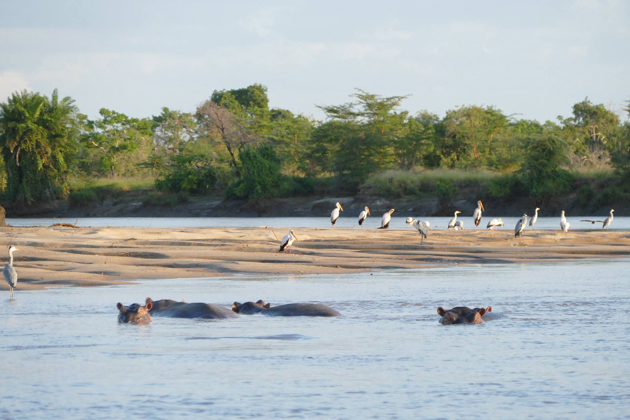 Hippos at Saadani National Park