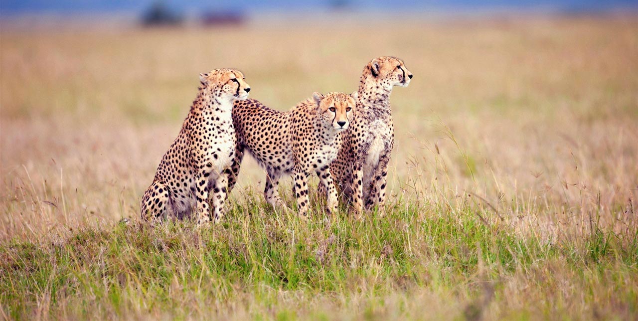 Leopards in Serengeti National Park