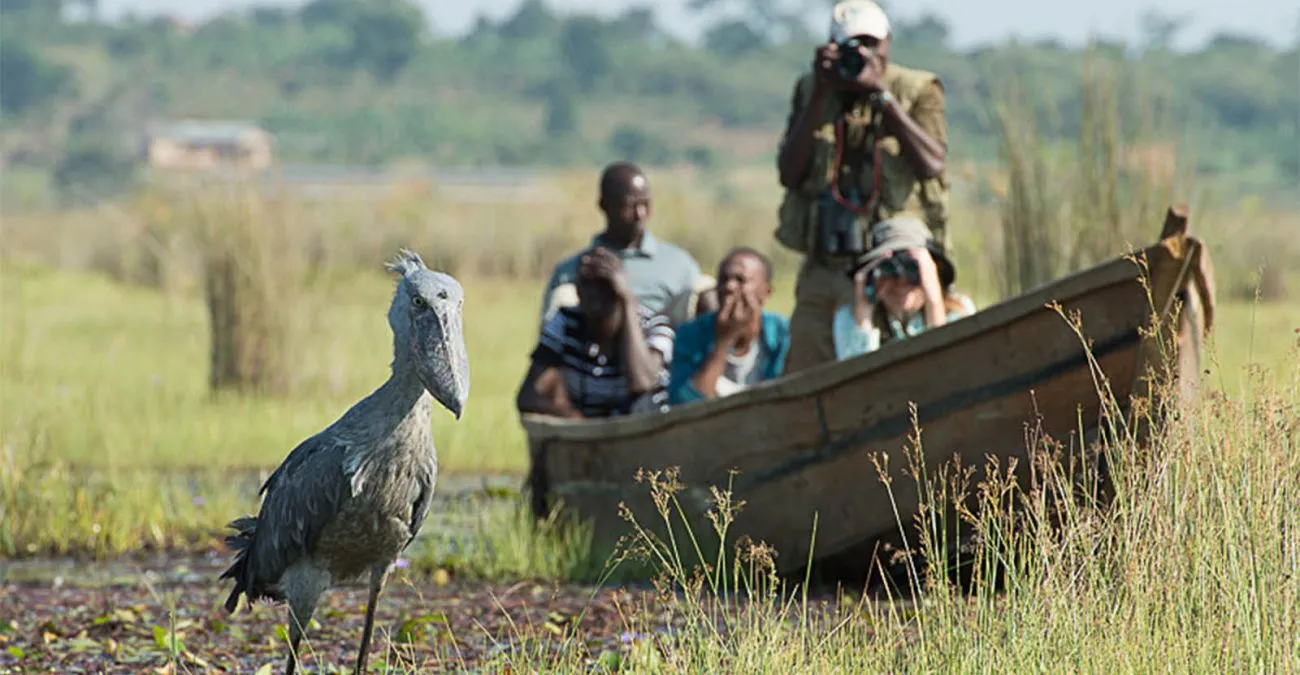 Shoebill trekking tour in Mabamba Swamp and Bwindi Impenetrable National Park