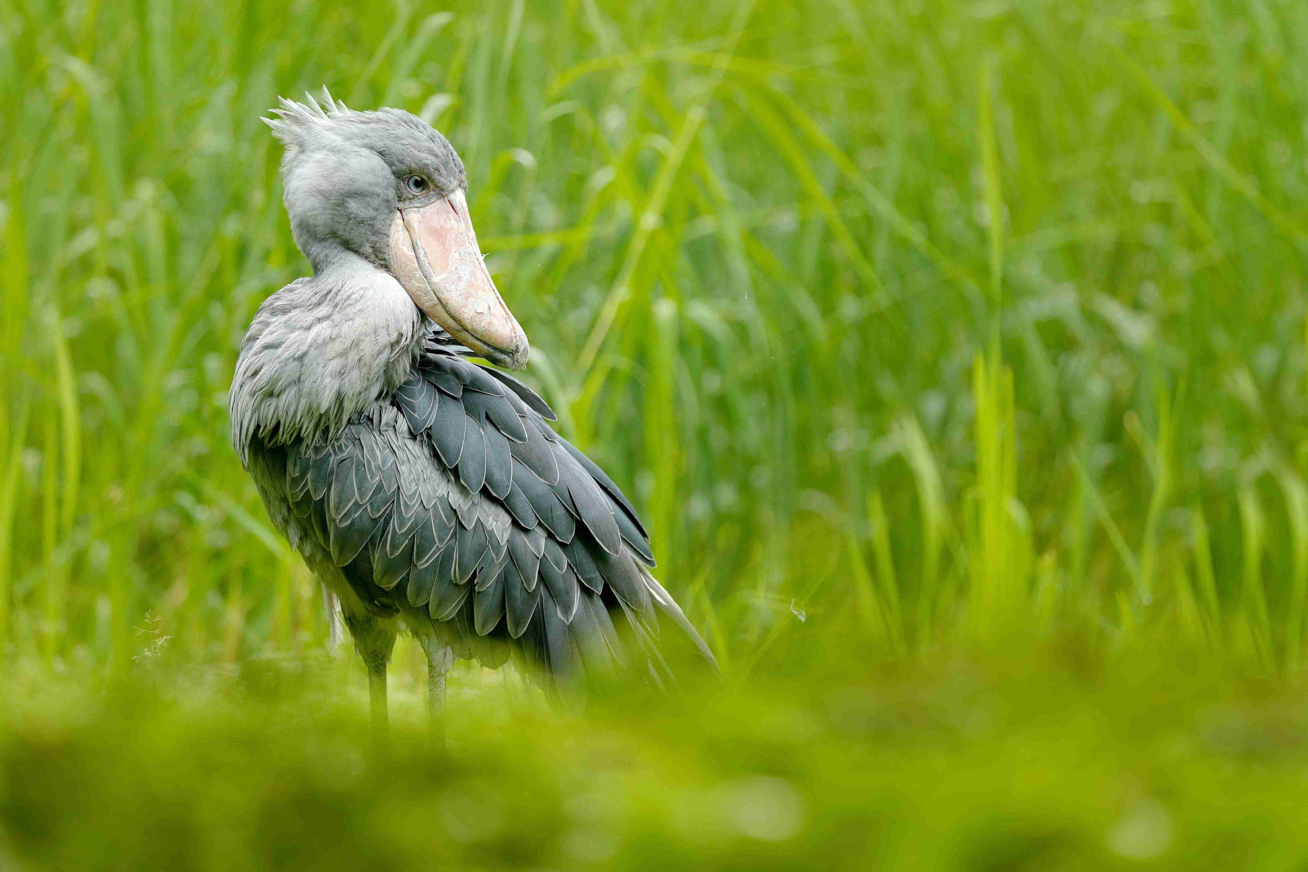 Day 1: Arrival in Entebbe or Kampala, transfer to Mabamba Swamp lodge. Evening briefing on shoebill ecology.
