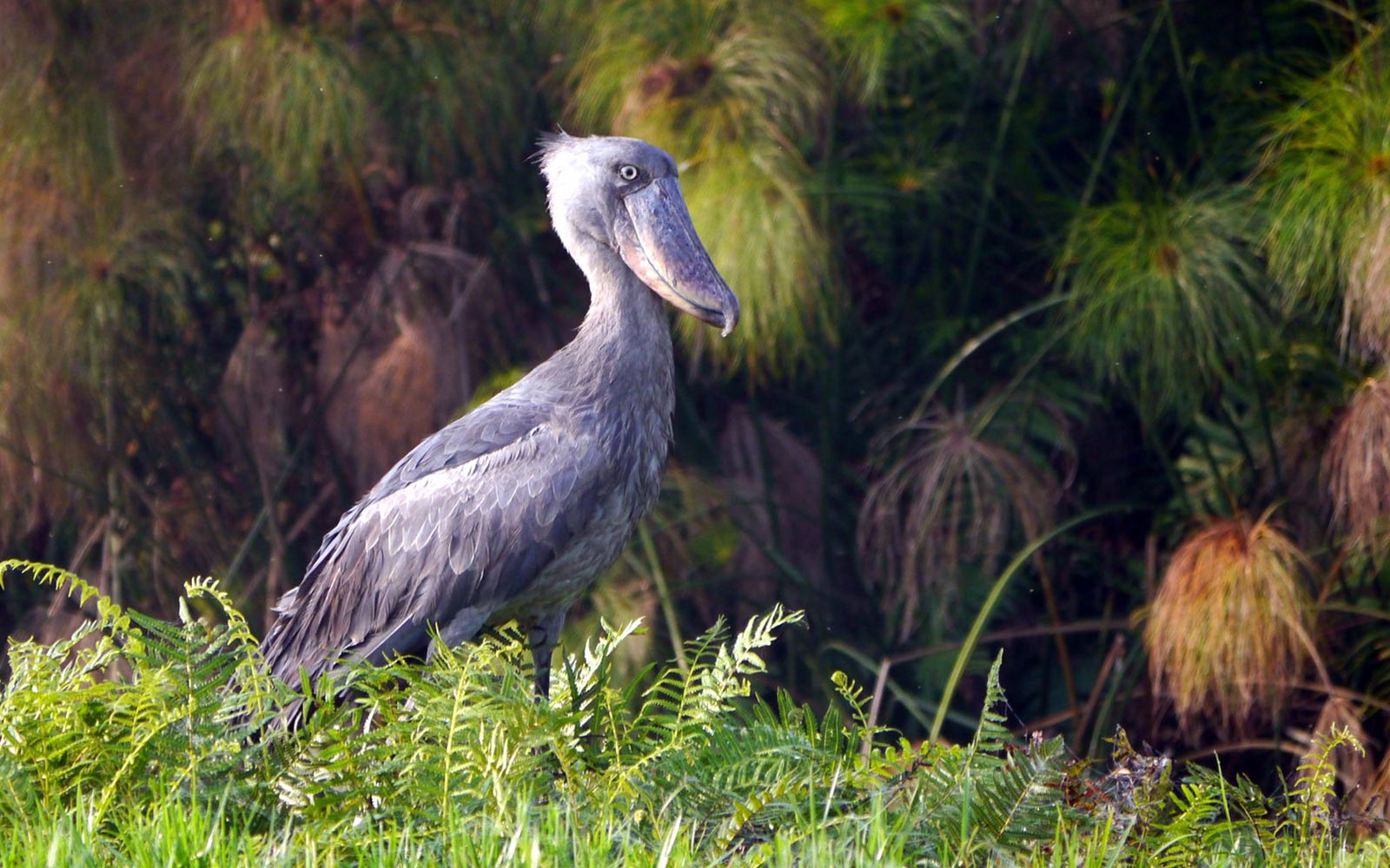 Shoebill tracking in Murchison Falls National Park with Boots in the Jungle Safaris