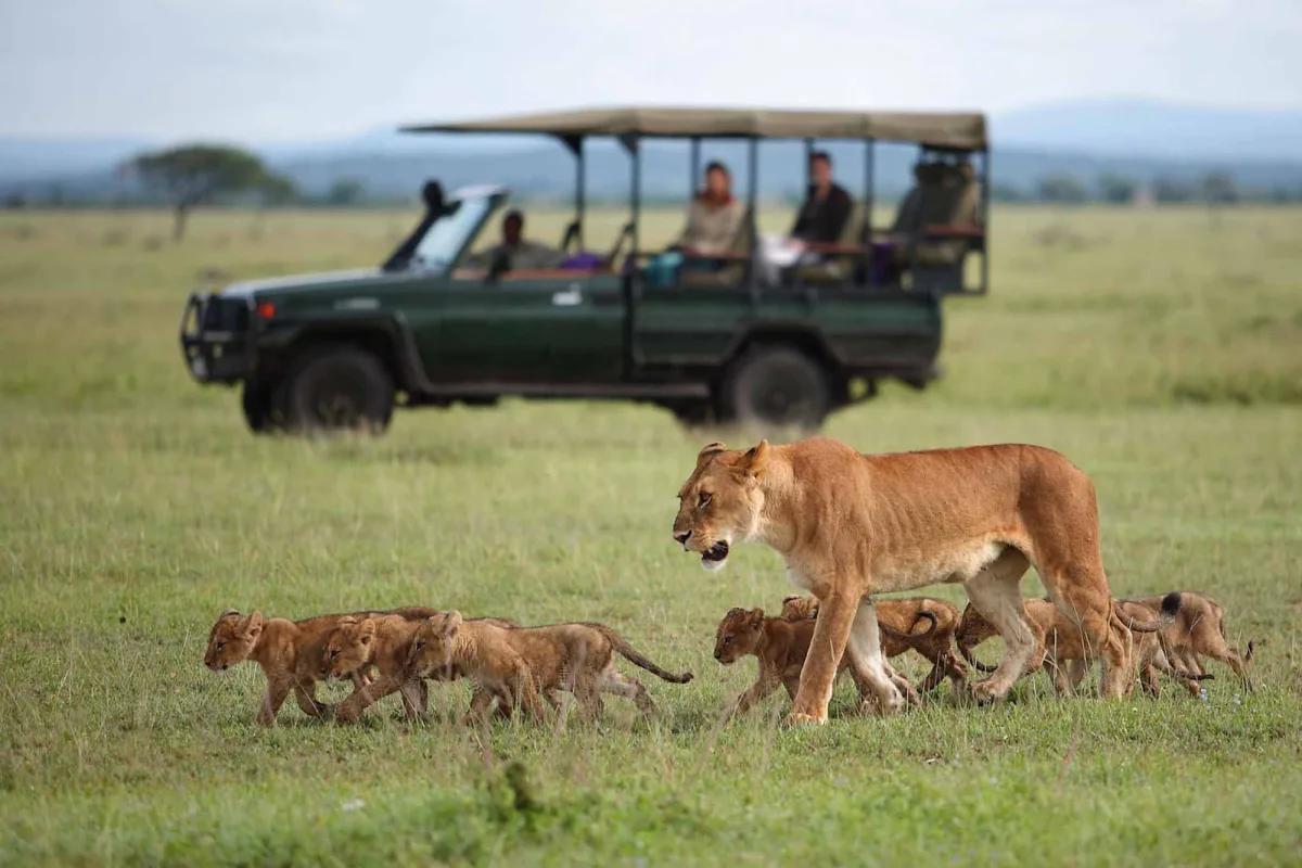 Tanzania Safari Honeymoon Packages