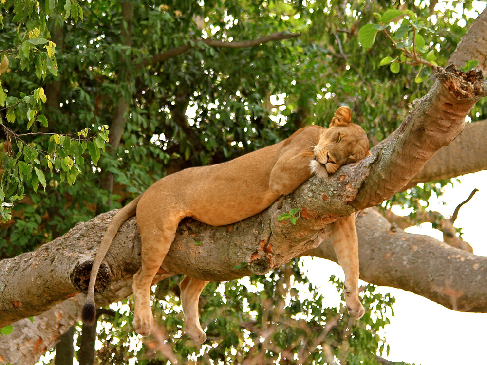 Tree climbing lions in the park