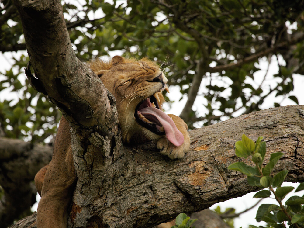 Tree climbing lions in Uganda
