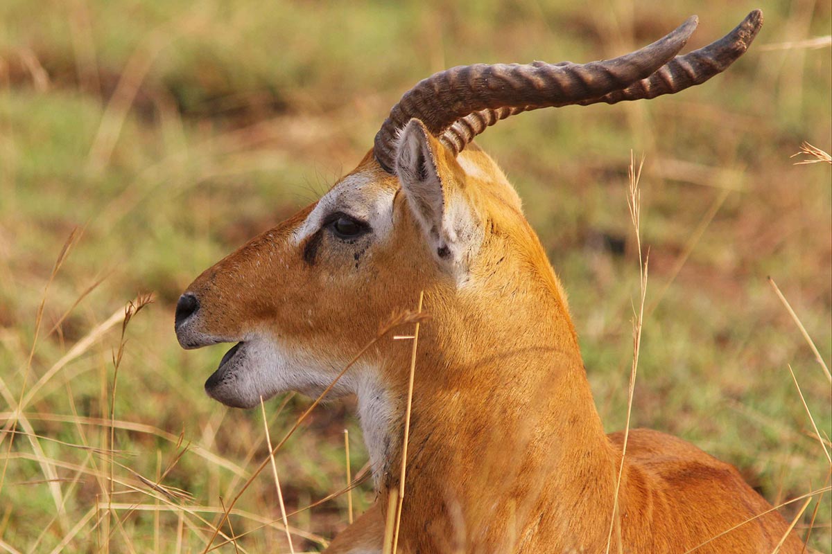 Uganda Kob at Murchison Falls National Park