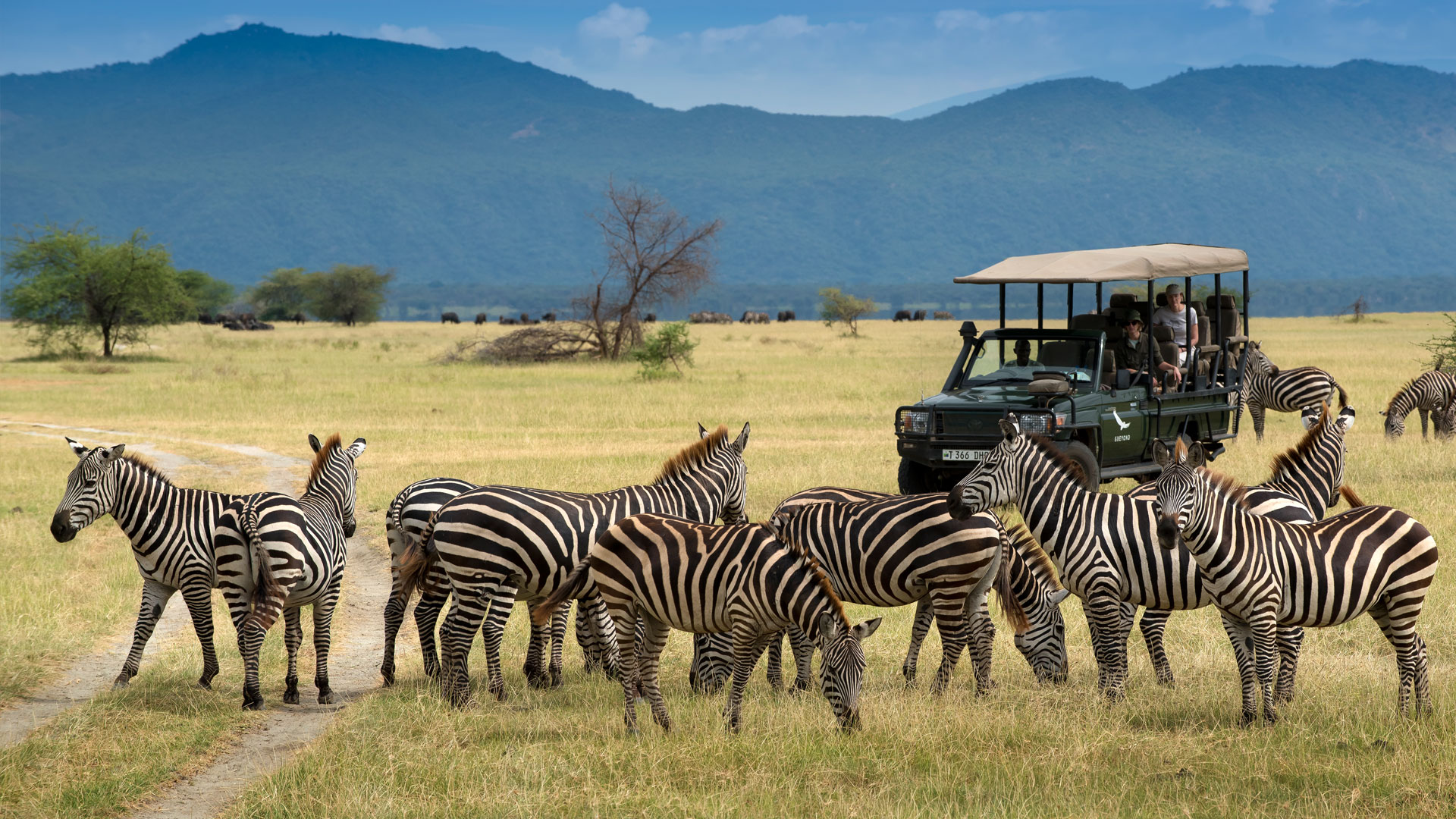Viewing zebras on a game drive with Boots in the Jungle Safaris