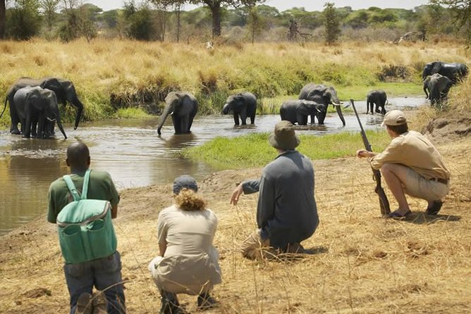 Walking safari in Mikumi National Park