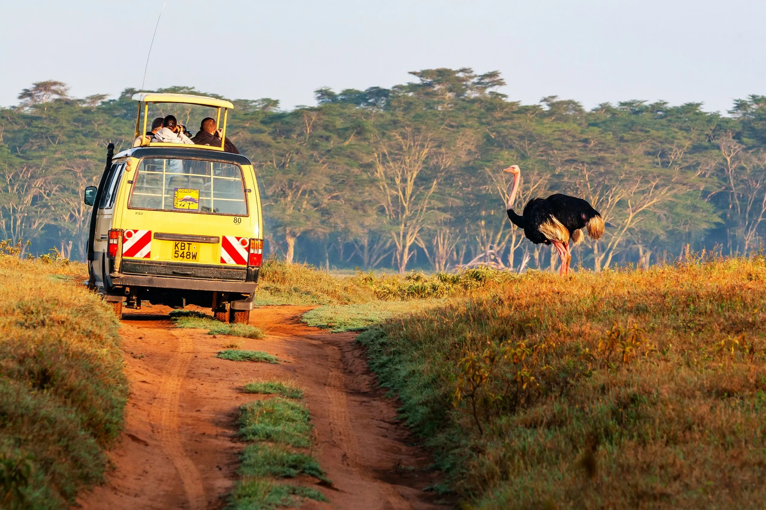 Over 600 bird species have been recorded in Tsavo East National Park, making it a premier destination for birdwatchers.
