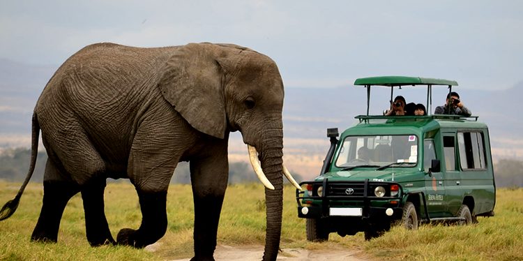 Watching an elephant on a game drive