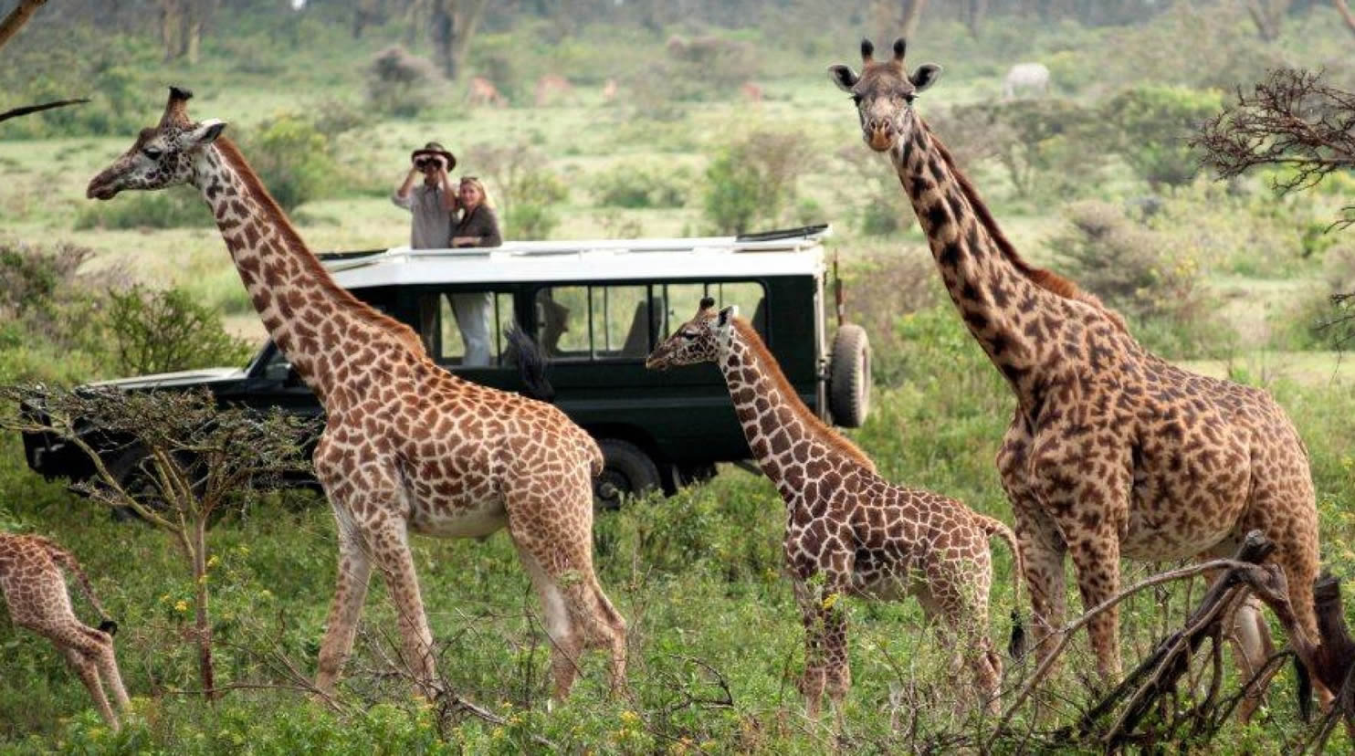Watching giraffes on a game drive in Masai Mara National Reserve