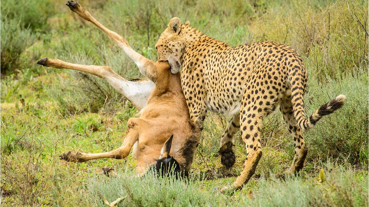 Wildlife of Serengeti National Park