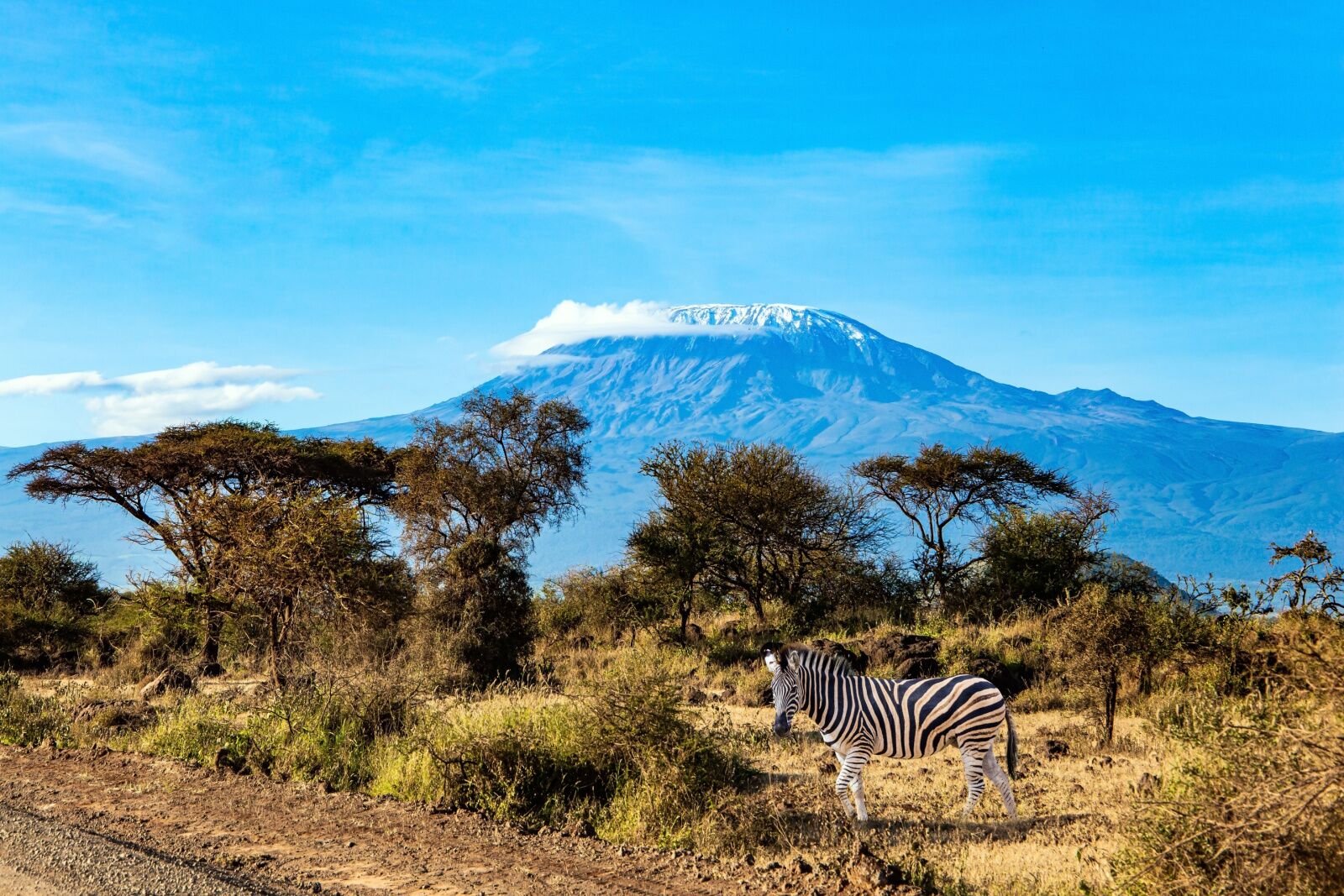 Zebra at Kilimanjaro National Park