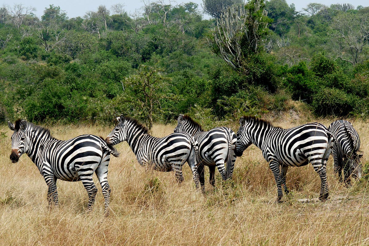 Zebra in Lake Mburo National Park