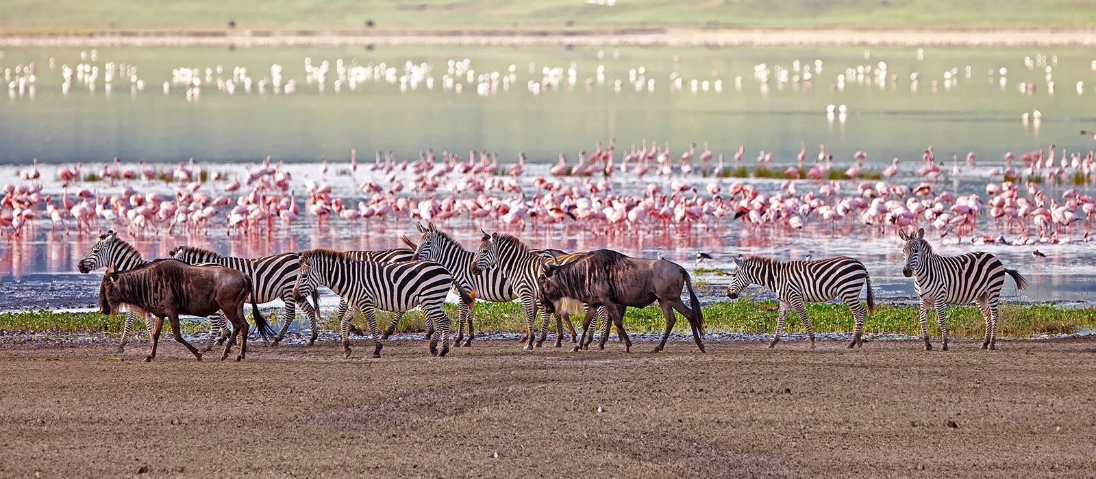 Zebras and birds at Lake Manyara National Park
