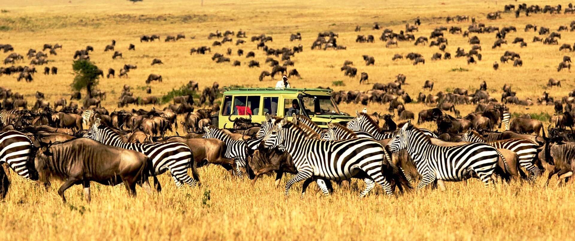 Zebras and wild beast in Serengeti NP