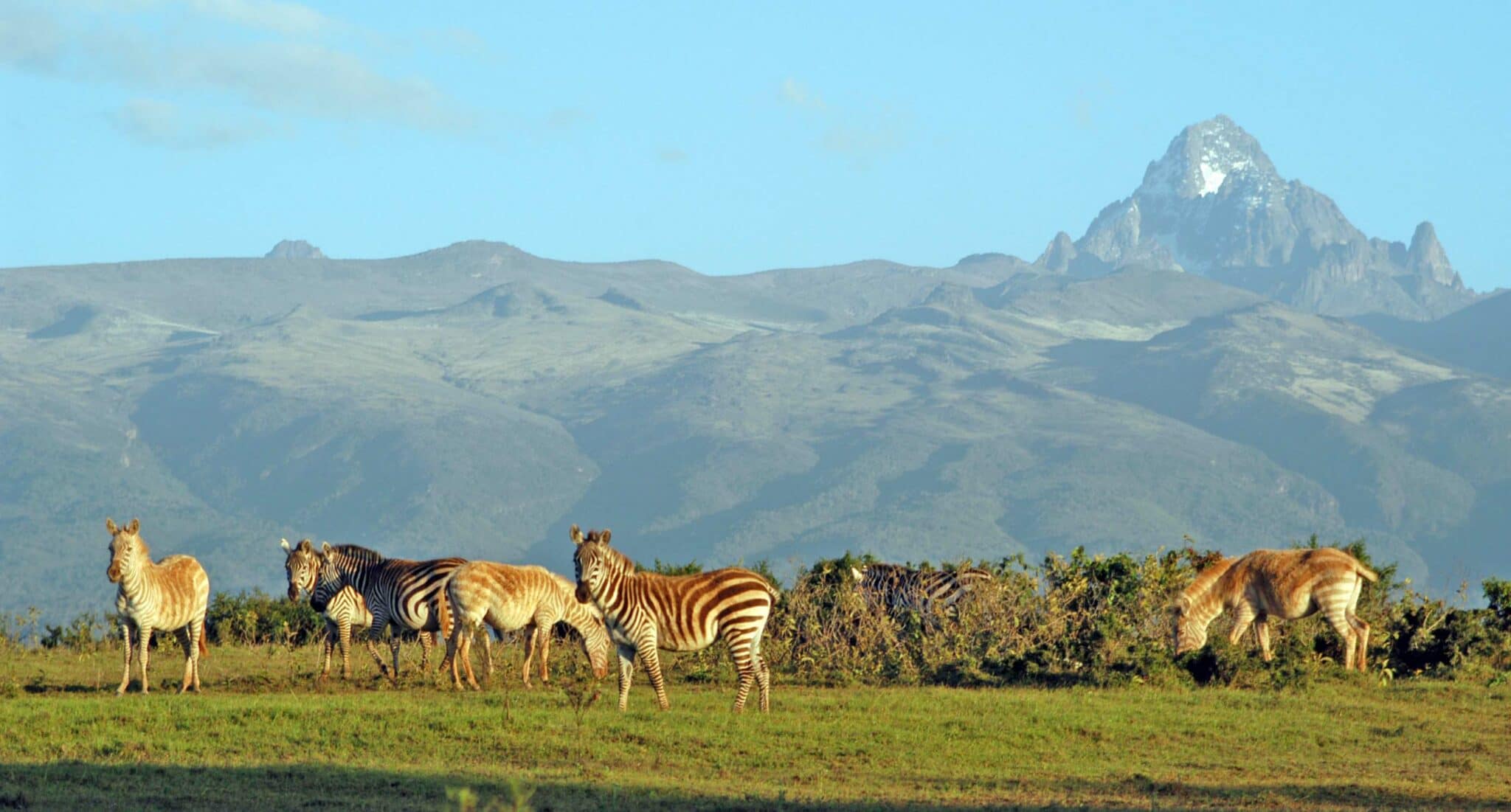 Zebras at Mount Kenya National Park