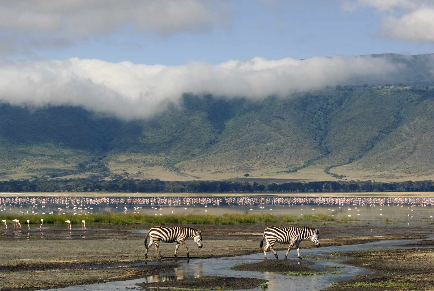 Zebras in Ngorongoro Conservation Area