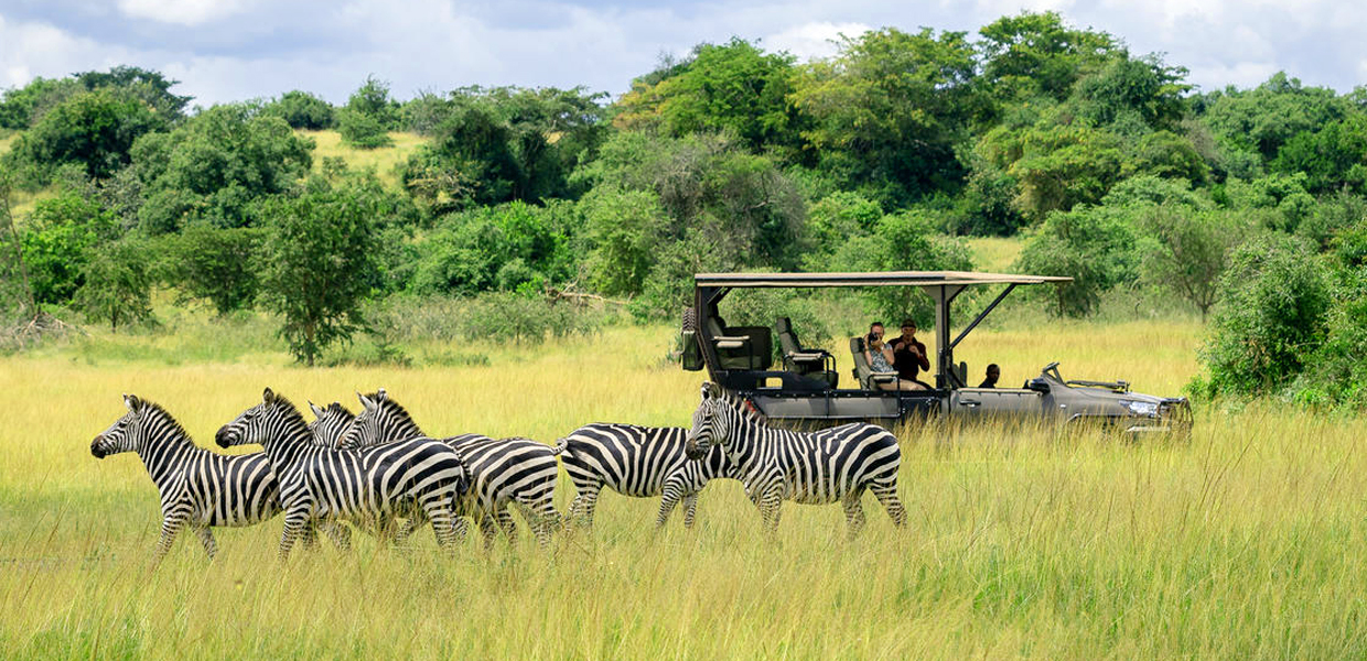 Zebras on a game drive in Akagera National Park