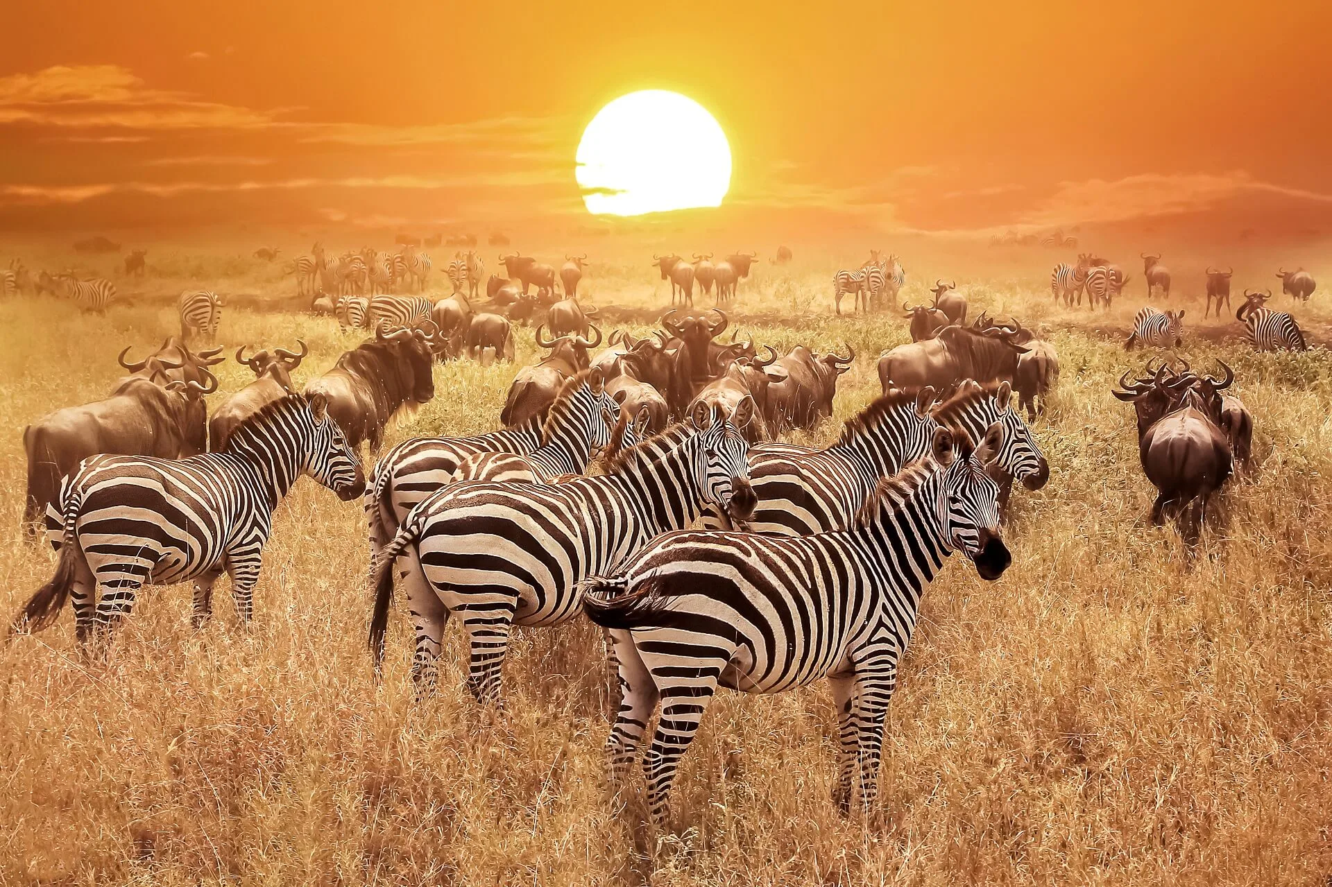 Zebras on a sunset in Serengeti National Park