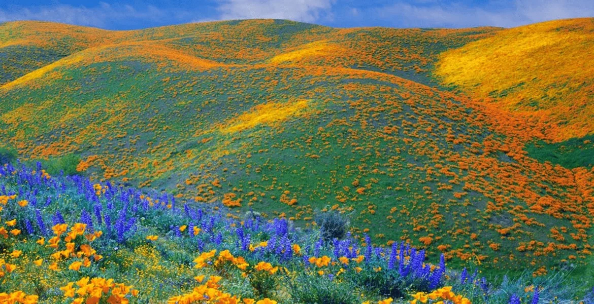 Kitulo National Park offers some of the most breathtaking and unique highland scenery in Tanzania. The landscapes combine rolling mountain plains, valleys, montane forests, rivers, waterfalls, volcanic hills, wetlands, and endless fields of seasonal flowers that create extraordinary natural beauty throughout the year.
