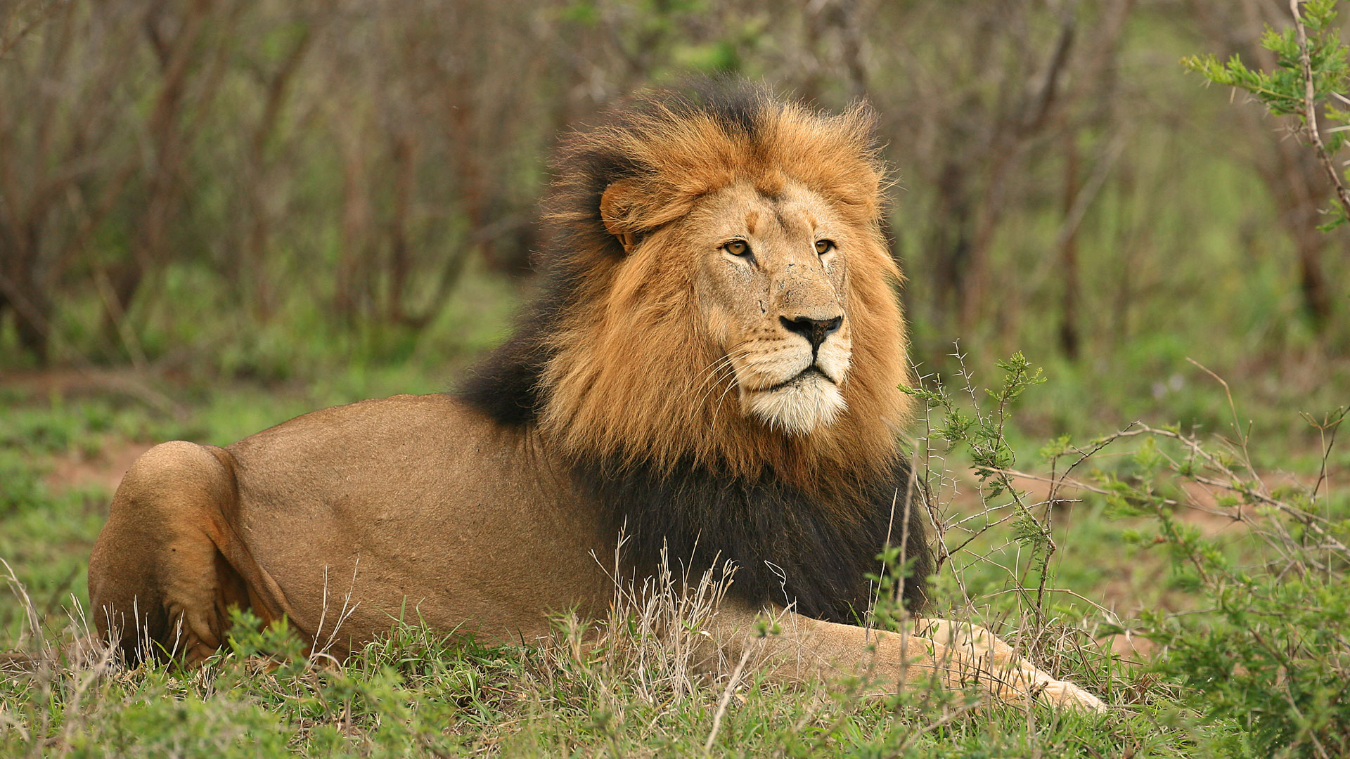 Big maned lion