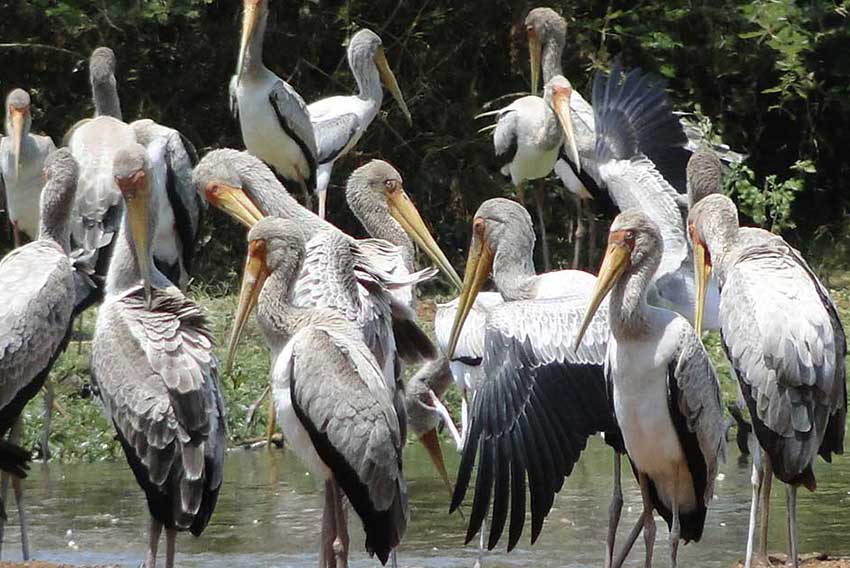 Birding at Udzungwa Mountains National Park