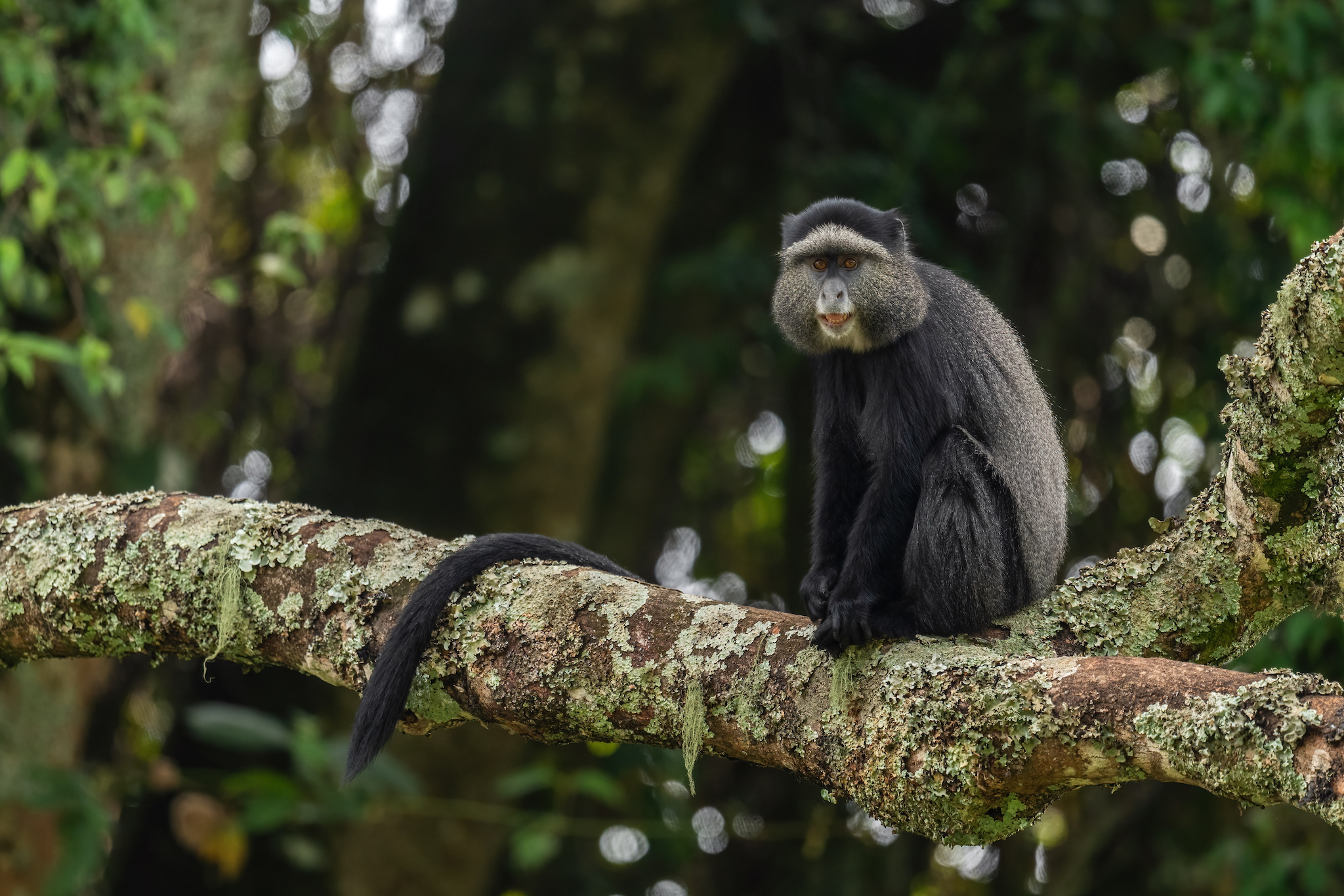 Blue monkey from African forests