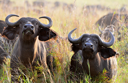 Buffaloes in Kidepo Valley National Park