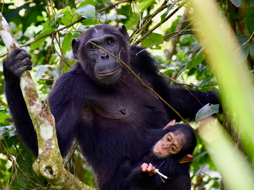Chimpanzee tracking in Kyambura Gorge is one of the most unique activities in Queen Elizabeth National Park. This forested gorge, often referred to as the “Valley of Apes,” cuts through the savannah landscape and creates a completely different ecosystem within the park.
