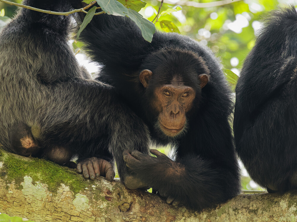 Chimpanzee in the forest of Kibale