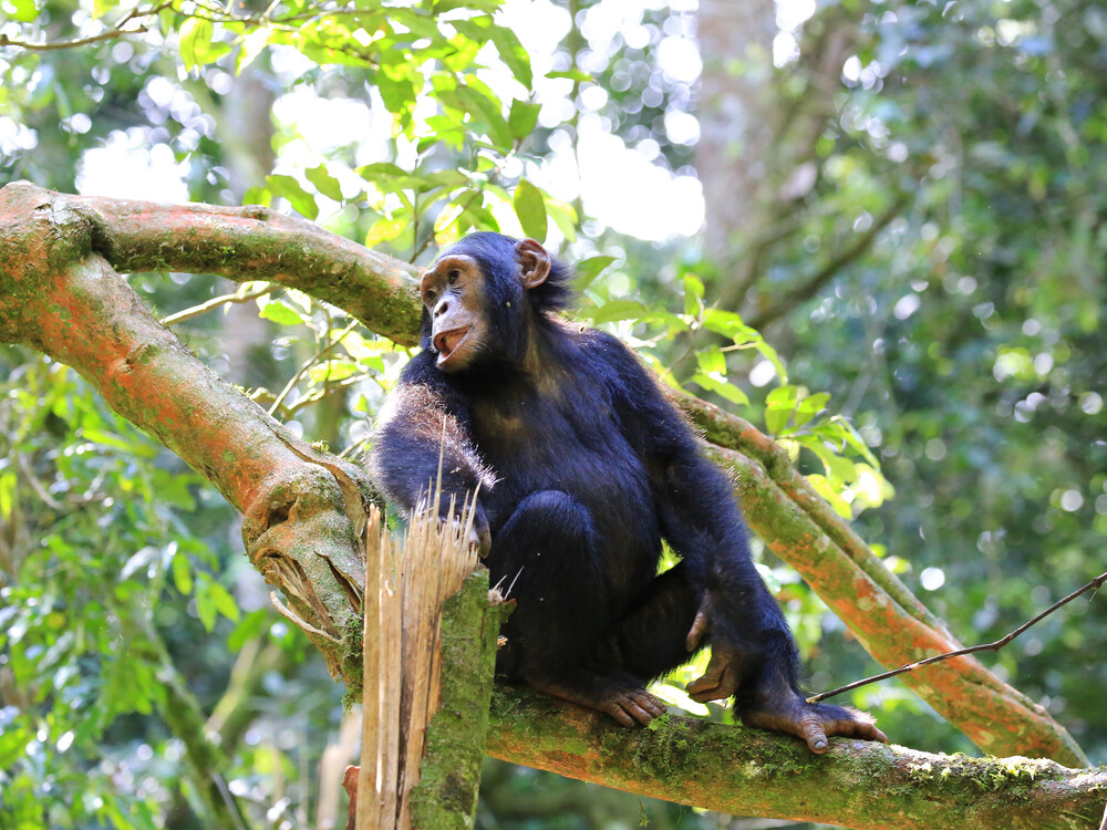 Chimpanzee on a tree in Kibale forest