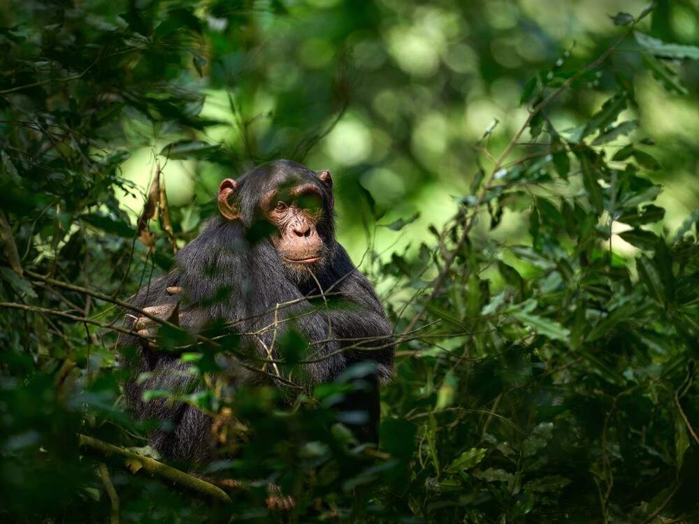 Chimpanzee relaxing in a forest