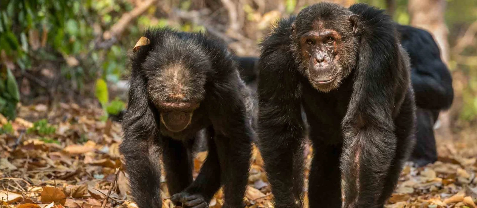 Chimpanzees at Mahale Mountains National Park