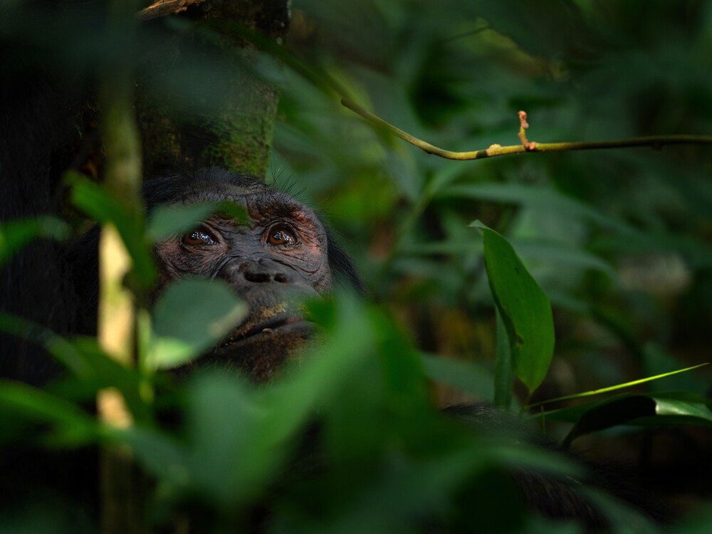 Close-up of chimpanzee face