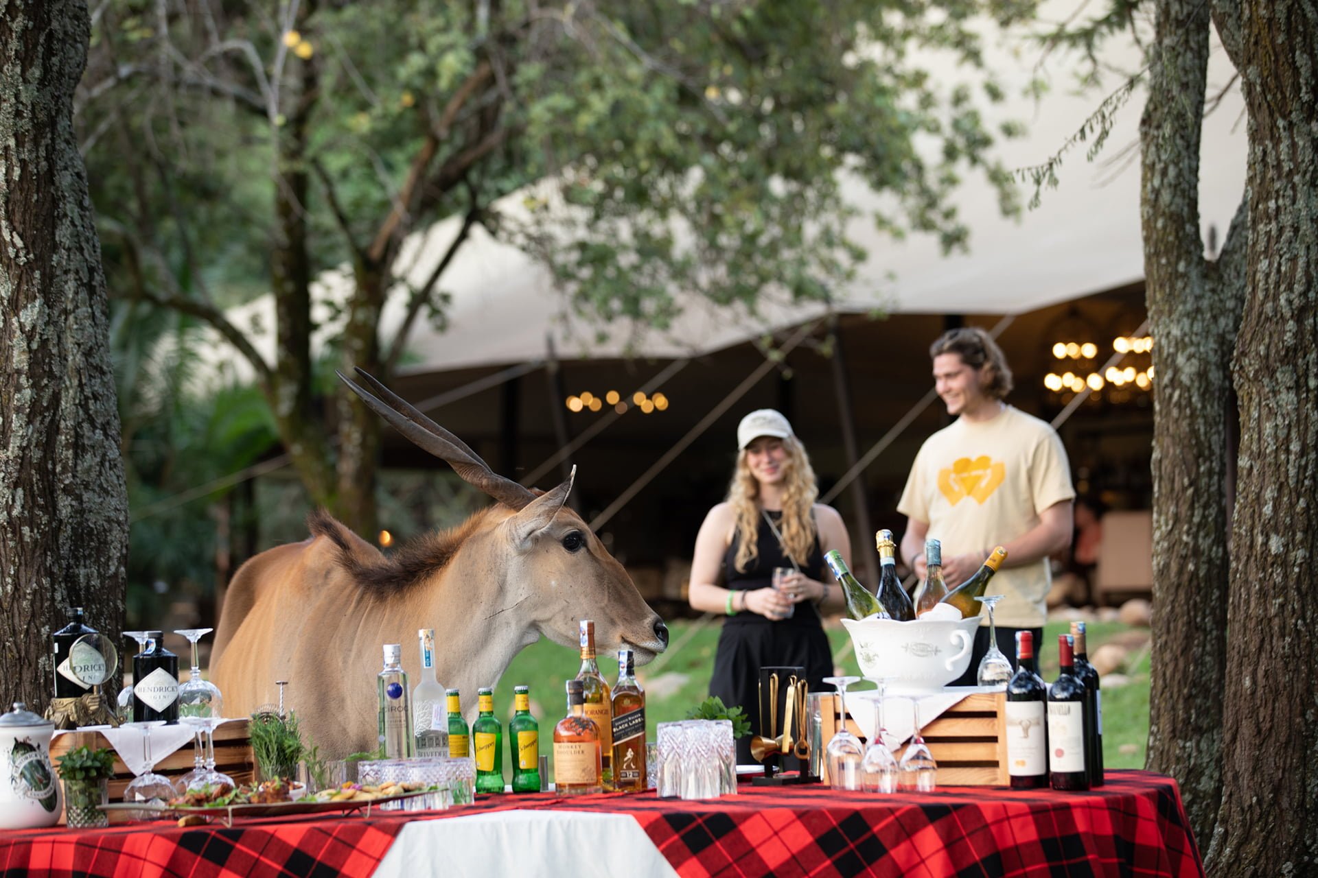 Couple having dinner with the wild on safari