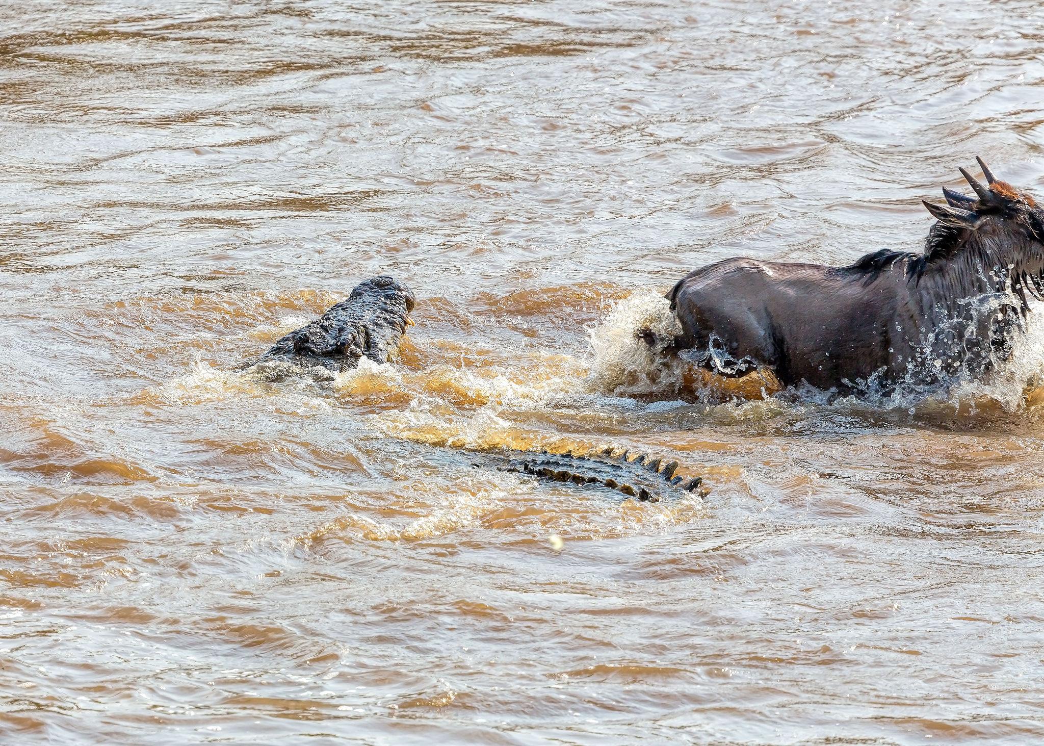 Crocodiles during the Great Migration river crossing