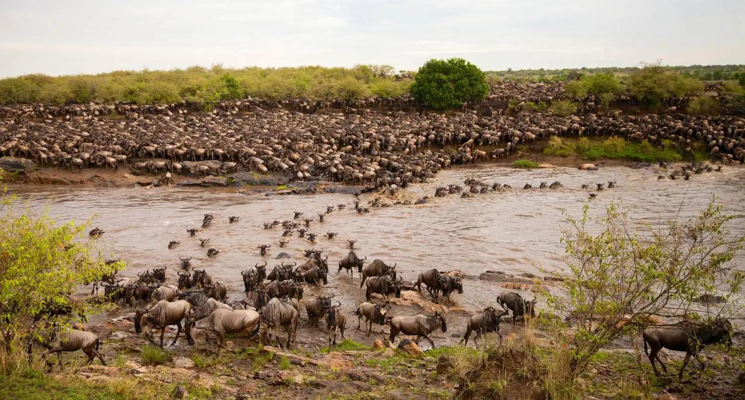 Crossing water during Great Migration