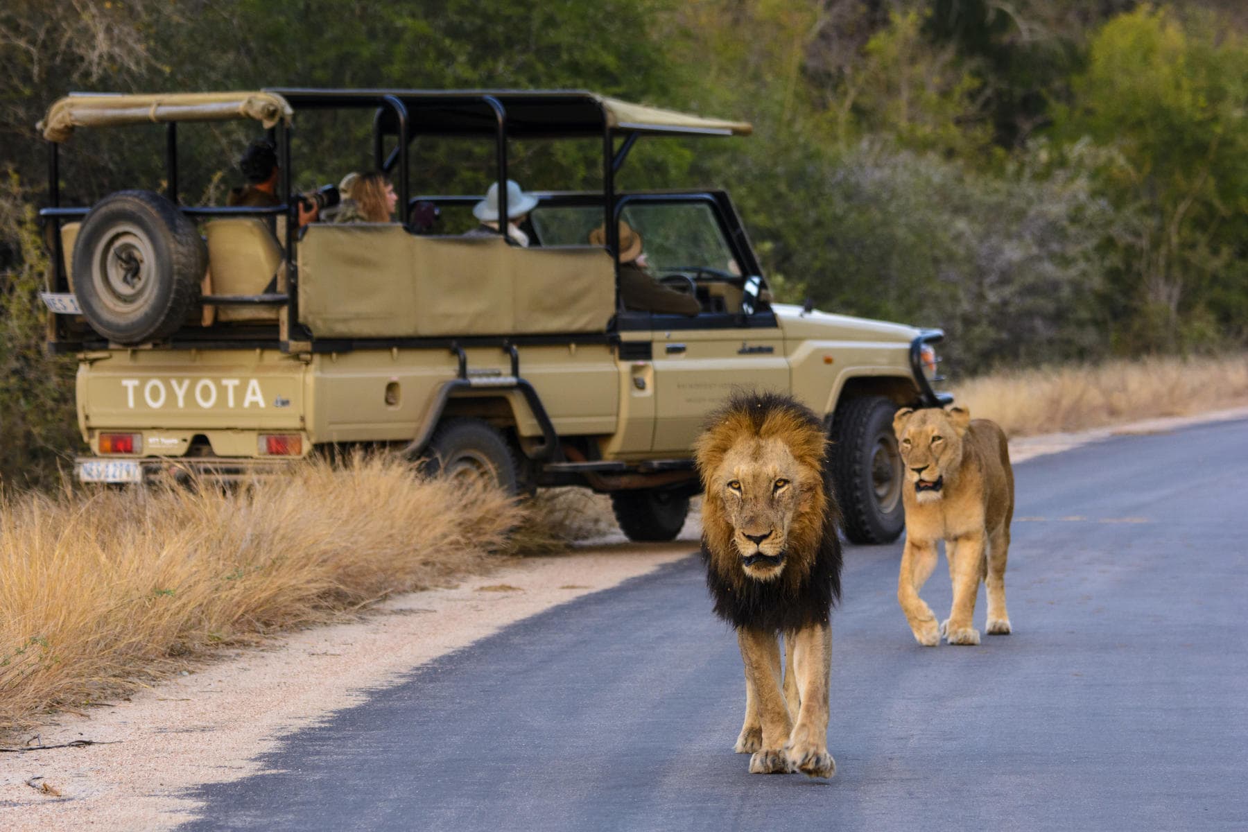 Driving while watching lions on safari