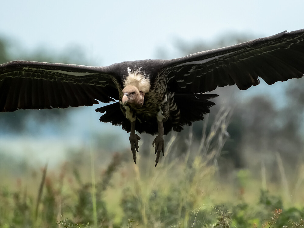 Eagle hunting in the wild