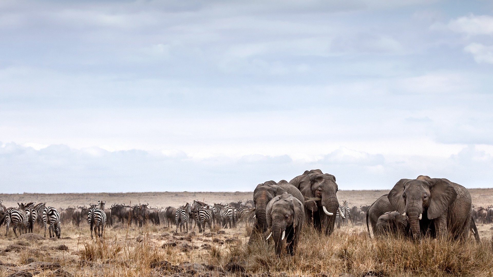 Elephant and zebra in Masai Mara National Reserve