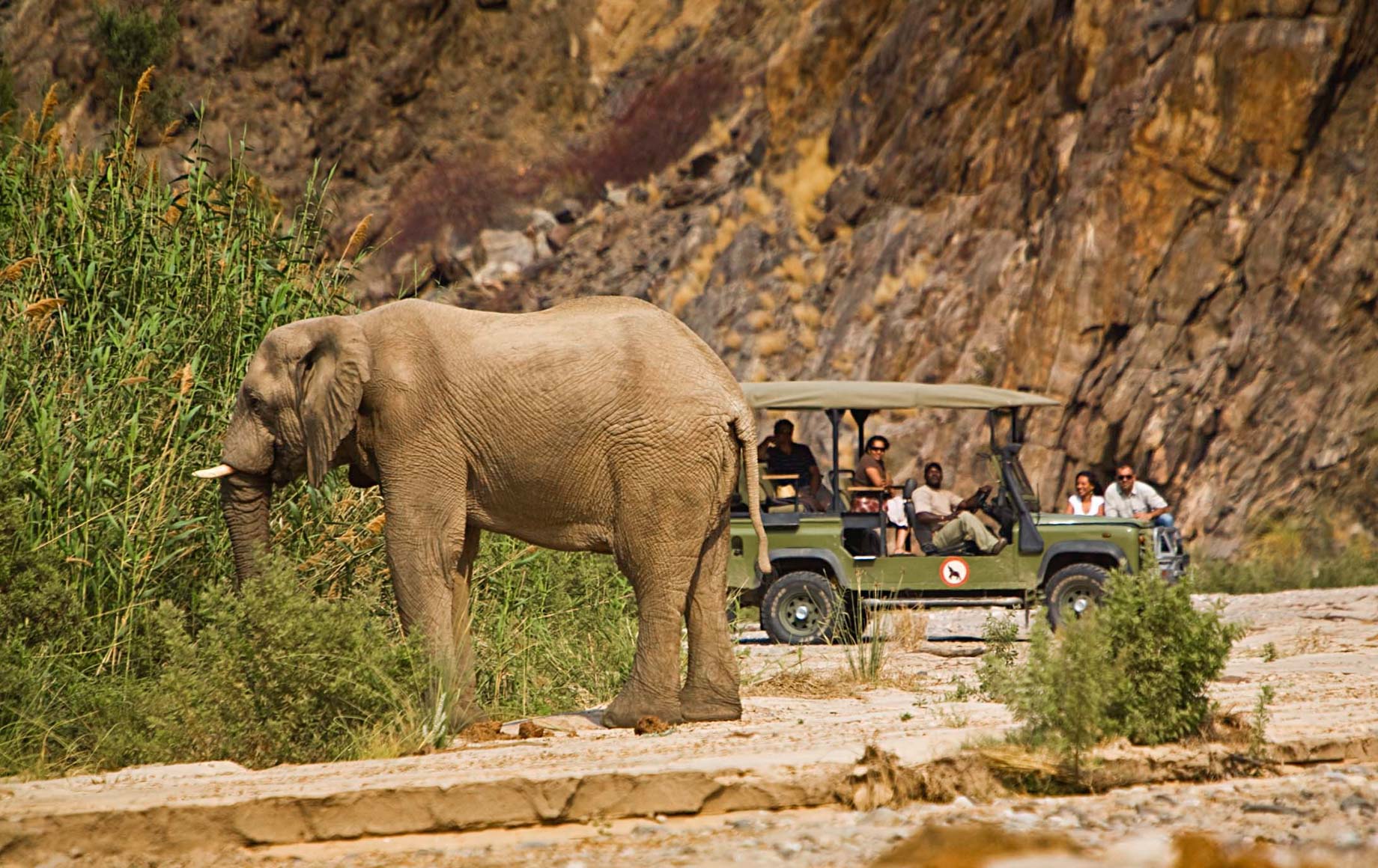 Elephant at Skeleton Coast