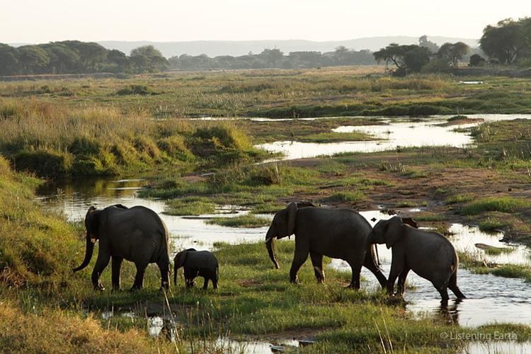 Elephants in the park