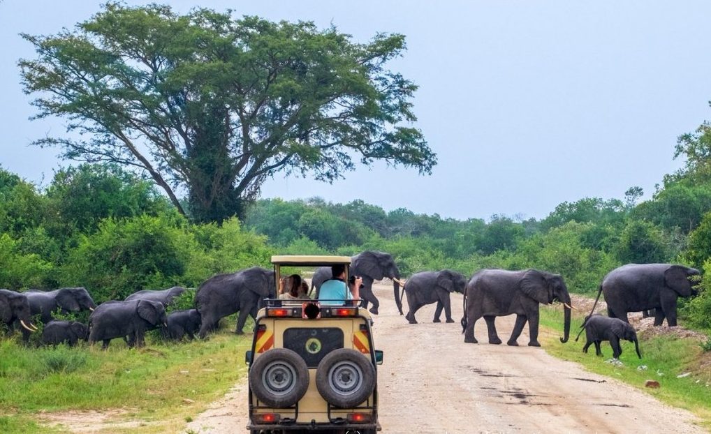 Elephants crossing the road