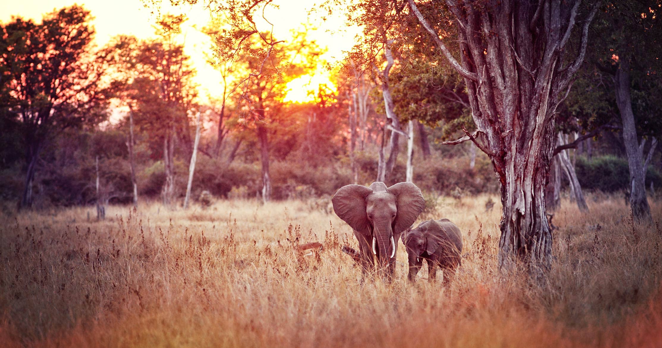Elephants in South Luangwa National Park during an African safari