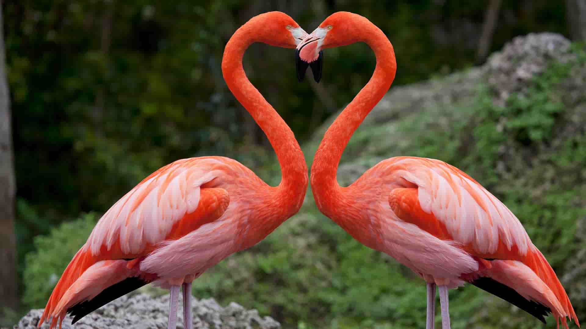 Flamingos at Lake Nakuru National Park