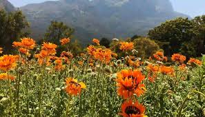 Flowers at Kitulo National Park