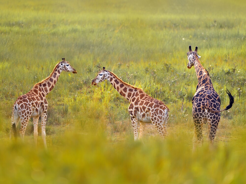 Giraffes in the park