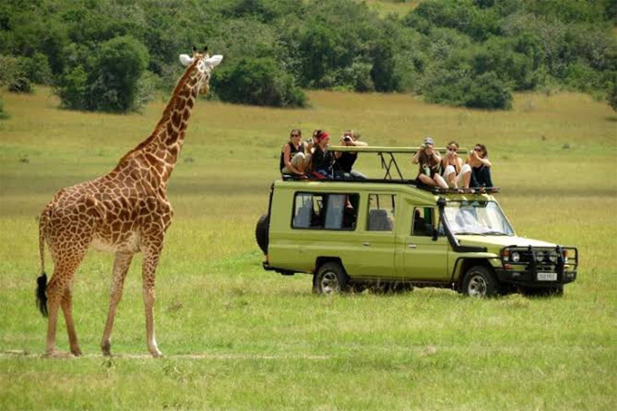 Giraffe viewing on safari