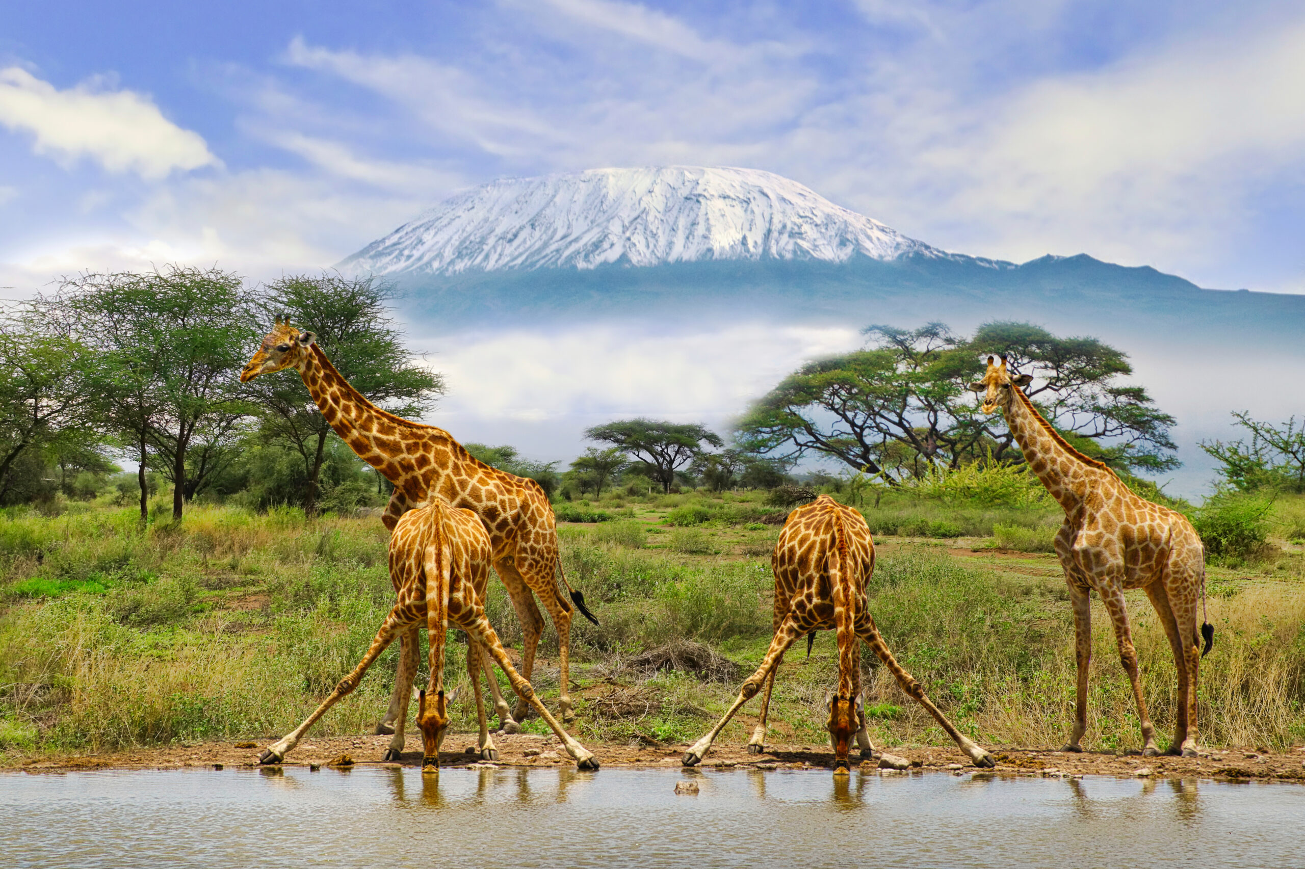 Giraffes drinking water